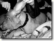 R�vidsz�r� Magyar Vizsla, Hungarian Short-haired Pointing Dog