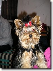 Jork��rsk� terier, Yorkshire Terrier,