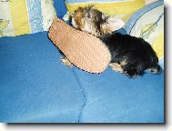 Jork��rsk� terier, Yorkshire Terrier,