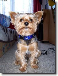 Jork��rsk� terier, Yorkshire Terrier,