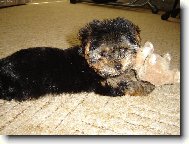 Jork��rsk� terier, Yorkshire Terrier,