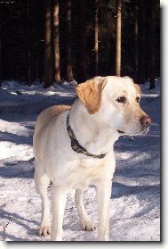 Labrador Retriever