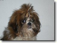 �icu, Shih-Tzu