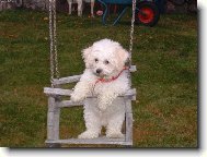 Bichon � poil fris�, Bichon Frise