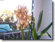 Cymbidium orchid