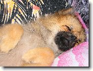 Deutscher spitz - Kleinspitz, German Spitz � Miniature Spitz