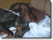 Dobermann, Doberman