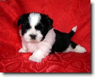 �icu, Shih-Tzu