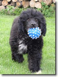 Cao de agua Portugu�s, Portuguese Water Dog