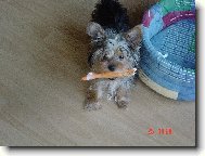 Jork��rsk� terier, Yorkshire Terrier,