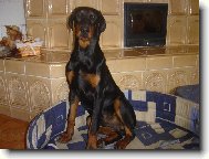 Dobermann, Doberman