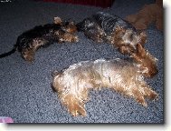 Jork��rsk� terier, Yorkshire Terrier,