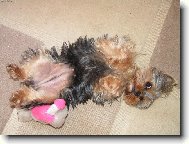 Jork��rsk� terier, Yorkshire Terrier,