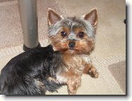 Jork��rsk� terier, Yorkshire Terrier,