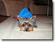 Jork��rsk� terier, Yorkshire Terrier,