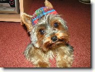 Jork��rsk� terier, Yorkshire Terrier,