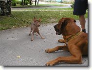 Perro Sin Pelo del Per�