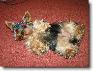 Jork��rsk� terier, Yorkshire Terrier,