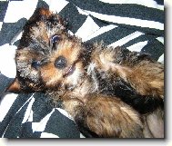Jork��rsk� terier, Yorkshire Terrier,