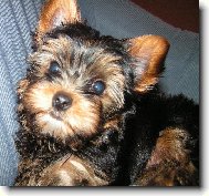 Jork��rsk� terier, Yorkshire Terrier,