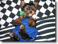 Jork��rsk� terier, Yorkshire Terrier,