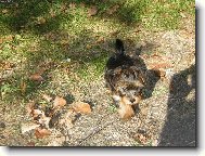 Jork��rsk� terier, Yorkshire Terrier,
