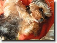 Jork��rsk� terier, Yorkshire Terrier,