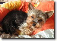 Jork��rsk� terier, Yorkshire Terrier,