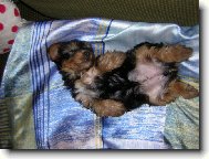 Jork��rsk� terier, Yorkshire Terrier,