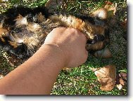 Jork��rsk� terier, Yorkshire Terrier,