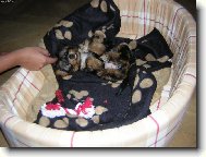 Jork��rsk� terier, Yorkshire Terrier,