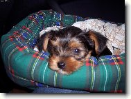Jork��rsk� terier, Yorkshire Terrier,