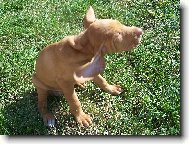 R�vidsz�r� Magyar Vizsla, Hungarian Short-haired Pointing Dog