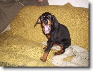Dobermann, Doberman