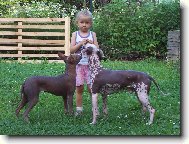 Perro Sin Pelo del Per�