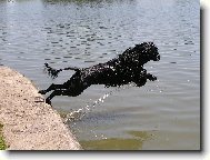 Cao de agua Portugu�s, Portuguese Water Dog