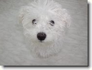 Bichon � poil fris�, Bichon Frise