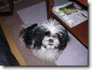 �icu, Shih-Tzu