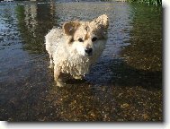 Deutscher spitz - Mittelspitz, German Spitz � Medium size Spitz