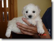 Bichon � poil fris�, Bichon Frise