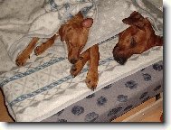 Chinese Crested Dog