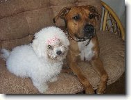 Bichon � poil fris�, Bichon Frise