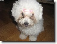 Bichon � poil fris�, Bichon Frise