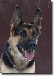 German Shepherd Dog