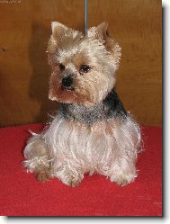 Jork��rsk� terier, Yorkshire Terrier,