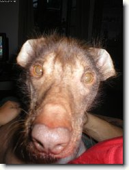 Perro Sin Pelo del Per�