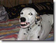 Dalmatinac, Dalmatian