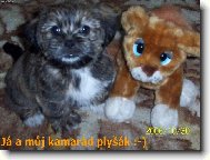 �icu, Shih-Tzu