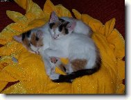 Dorotka a Am�lka
