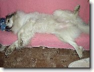 Chien de Montagne des Pyr�n�es